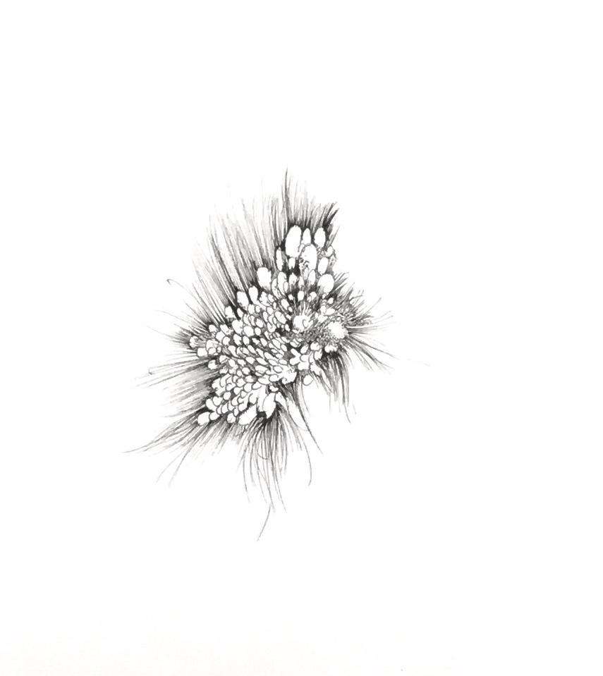 José Carlos Izquierdo